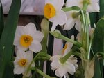 01022025_Chinese New Year Home Flower00042
