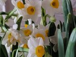 01022025_Chinese New Year Home Flower00043