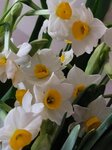01022025_Chinese New Year Home Flower00044