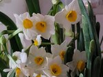 01022025_Chinese New Year Home Flower00045