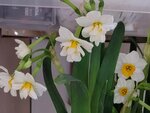 01022025_Chinese New Year Home Flower00046