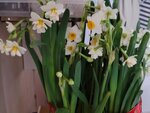 01022025_Chinese New Year Home Flower00047