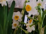 01022025_Chinese New Year Home Flower00048