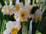 01022025_Chinese New Year Home Flower00050
