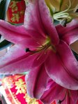 01022025_Chinese New Year Home Flower00057