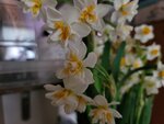04022025_Chinese New Year Home Flower00076