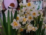 04022025_Chinese New Year Home Flower00080