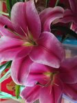 04022025_Chinese New Year Home Flower00082