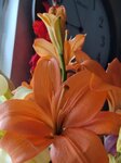 04022025_Chinese New Year Home Flower00083
