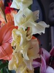 04022025_Chinese New Year Home Flower00084