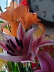 04022025_Chinese New Year Home Flower00087