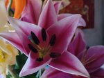 04022025_Chinese New Year Home Flower00089
