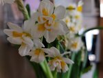 05022025_Chinese New Year Home Flower00092