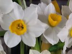 05022025_Chinese New Year Home Flower00098