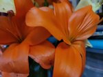 05022025_Chinese New Year Home Flower00102