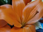 05022025_Chinese New Year Home Flower00103