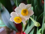 30012025_Chinese New Year_Home Flower00026
