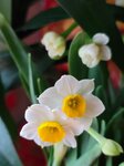 30012025_Chinese New Year_Home Flower00027