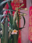 30012025_Chinese New Year_Home Flower00028