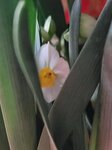 30012025_Chinese New Year_Home Flower00029