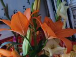 31012025_Chinese New Year_Home Flower00039