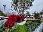 14032025_Samsung Note 20 Ultra_Victoria Park_Hong Kong Flower Show_Horticultures00109