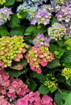 14032025_Samsung Note 20 Ultra_Victoria Park_Hong Kong Flower Show_Hydrangea00001