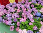 14032025_Samsung Note 20 Ultra_Victoria Park_Hong Kong Flower Show_Hydrangea00003