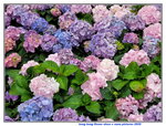 14032025_Samsung Note 20 Ultra_Victoria Park_Hong Kong Flower Show_Hydrangea00005