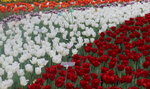 14032025_Canon EOS 5Ds_Victoria Park_Hong Kong Flower Show_Tulip00048