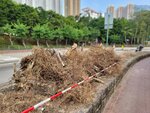 05122025_Fallen Trees in Diamond Hill Fuk Tak Road00007