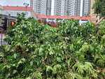24092025_Typhoon Ragasa000016
