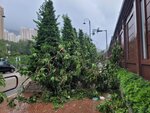 24092025_Typhoon Ragasa000024