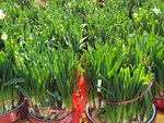25012025_Victoria Park CNY Flower Fair_Daffodil00016