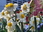 25012025_Victoria Park CNY Flower Fair_Daffodil00020