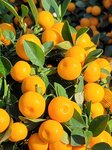 25012025_Victoria Park CNY Flower Fair_Mandarin Orange00003