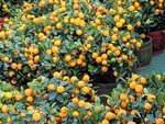 25012025_Victoria Park CNY Flower Fair_Mandarin Orange00004