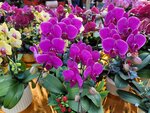 25012025_Victoria Park CNY Flower Fair_Orchid00001
