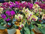 25012025_Victoria Park CNY Flower Fair_Orchid00002