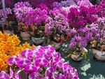 25012025_Victoria Park CNY Flower Fair_Orchid00003