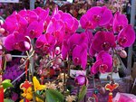 25012025_Victoria Park CNY Flower Fair_Orchid00004