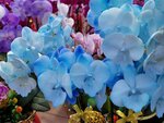 25012025_Victoria Park CNY Flower Fair_Orchid00007