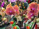 25012025_Victoria Park CNY Flower Fair_Orchid00008