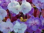 25012025_Victoria Park CNY Flower Fair_Orchid00009