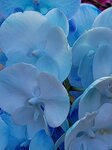 25012025_Victoria Park CNY Flower Fair_Orchid00010