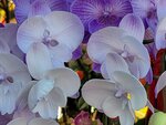 25012025_Victoria Park CNY Flower Fair_Orchid00011