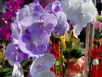 25012025_Victoria Park CNY Flower Fair_Orchid00012