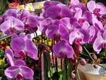 25012025_Victoria Park CNY Flower Fair_Orchid00013