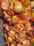 25012025_Victoria Park CNY Flower Fair_Orchid00014