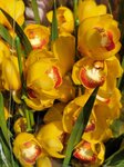 25012025_Victoria Park CNY Flower Fair_Orchid00015